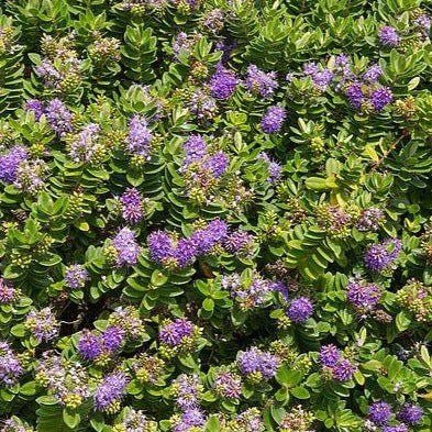 Hert-Hebe 'Mrs Winder'- Struikveronica