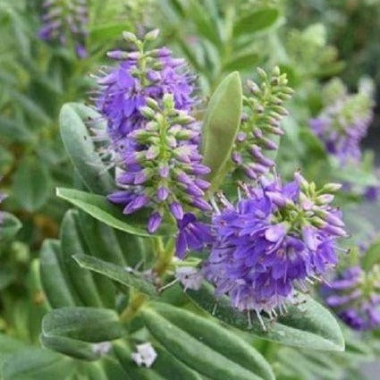Hert-Hebe 'Mrs Winder'- Struikveronica