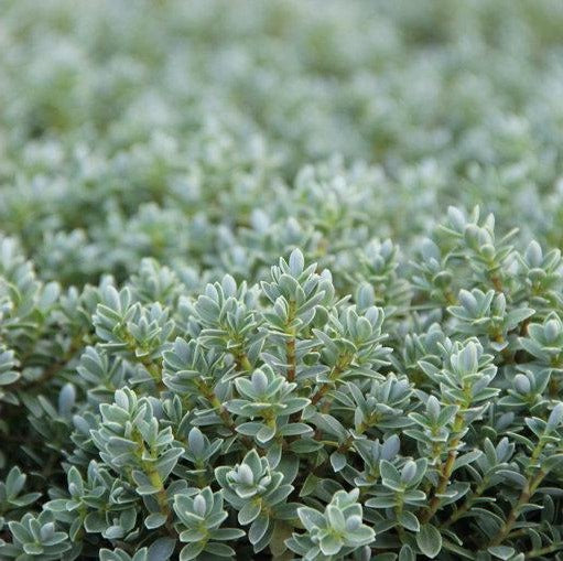 Hebe topiaria