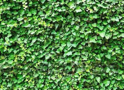 Hedera helix kleinbladige klimop haag pakket per meter.