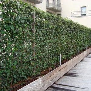 Hedera helix kleinbladige klimop haag pakket per meter.