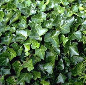 Hedera helix  woerner- klimop