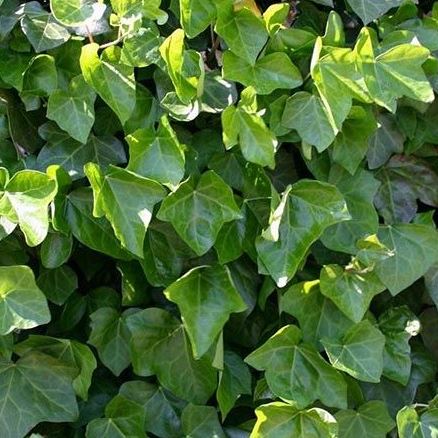 Hedera hibernica groot bladige klimop 