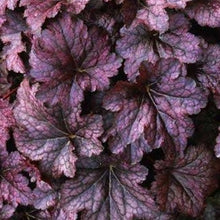 Afbeelding in Gallery-weergave laden, Heuchera mic. &#39;Palace Purple&#39; - Purperklokje

