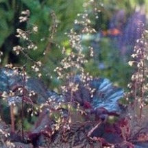 Afbeelding in Gallery-weergave laden, Heuchera mic. &#39;Palace Purple&#39; - Purperklokje
