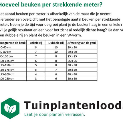 Hoeveel beuken per strekkende meter?