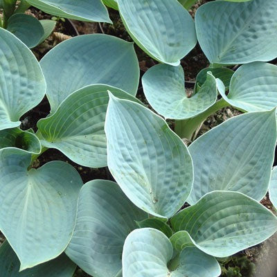 Hosta-Big-Daddy-Hartlelie