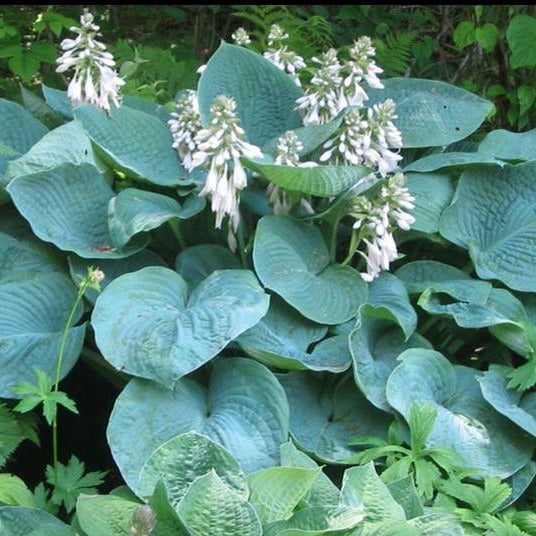 Hosta 'Elegans' - Hartlelie