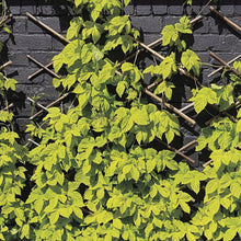 Afbeelding in Gallery-weergave laden, Humulus lupulus - Hopplant
