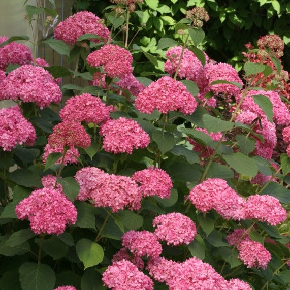 Hydrangea arborescens 'Pink Annabelle'