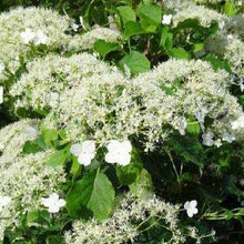 Afbeelding in Gallery-weergave laden, Hydrangea Semiola - Klimhortensia
