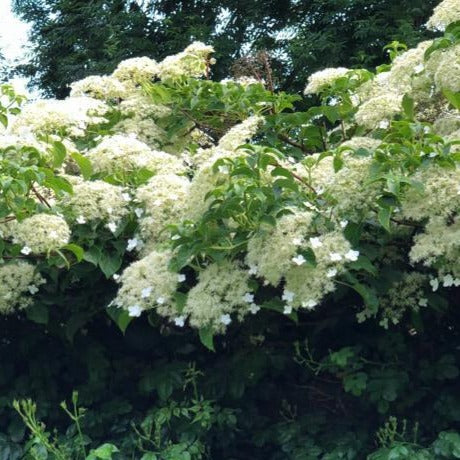 Hydrangea Semiola