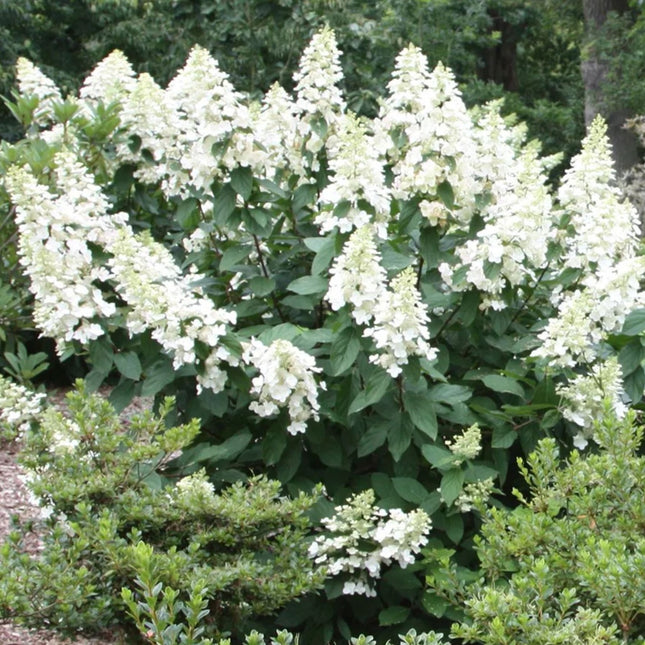 Hydrangea a. 'Grandiflora'