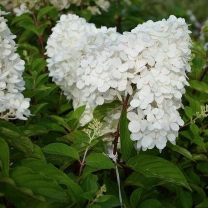 Hydrangea a. 'Grandiflora'