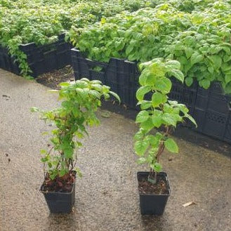 Klimhortensia Roze