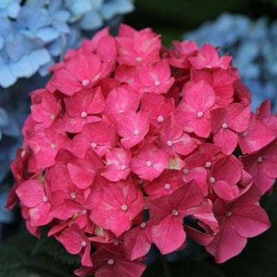 Hydrangea m. 'Alpenglühen'