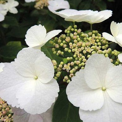 Hydrangea m. 'Benxi'