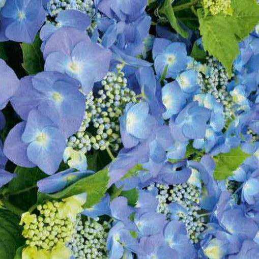 Hydrangea m. 'Blaumeise'