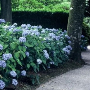 Hydrangea m. 'Blaumeise'