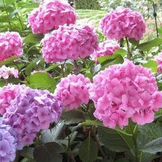 Hydrangea m. 'Bouquet Rose'