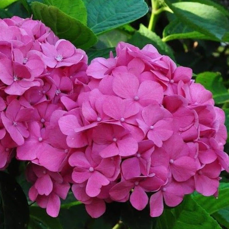 Hydrangea m. 'Bouquet Rose'