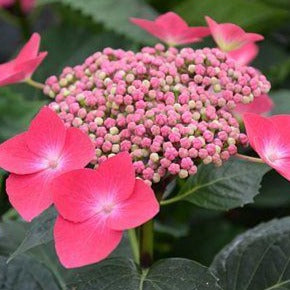 Hydrangea m. 'Kardinal'1