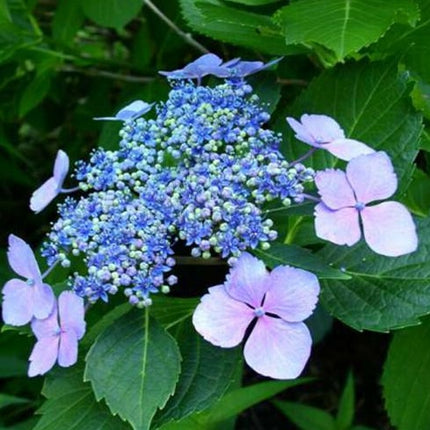 Hydrangea m. 'Mariesii Perfecta'