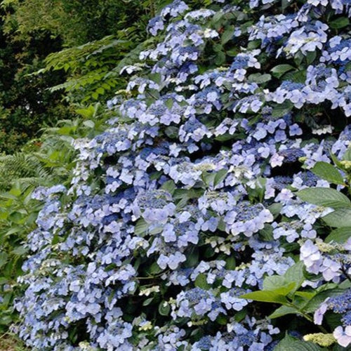 Hydrangea m. 'Mariesii Perfecta'