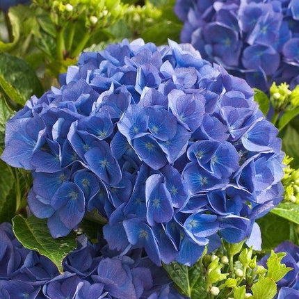 Hydrangea m. 'Renate Steiniger'
