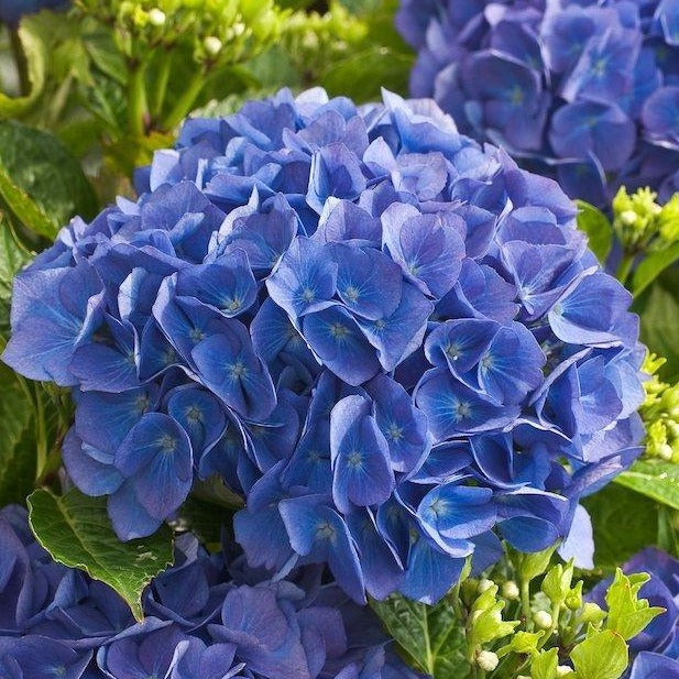 Hydrangea m. 'Renate Steiniger'