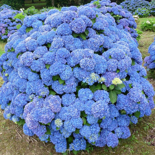 Hydrangea m. 'Renate Steiniger'