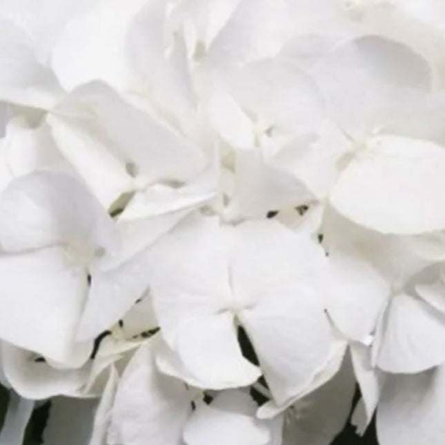 Hydrangea m. 'Schneeball'