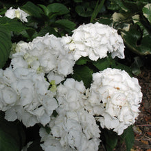 Afbeelding in Gallery-weergave laden, Hydrangea m. &#39;Schneeball&#39;1
