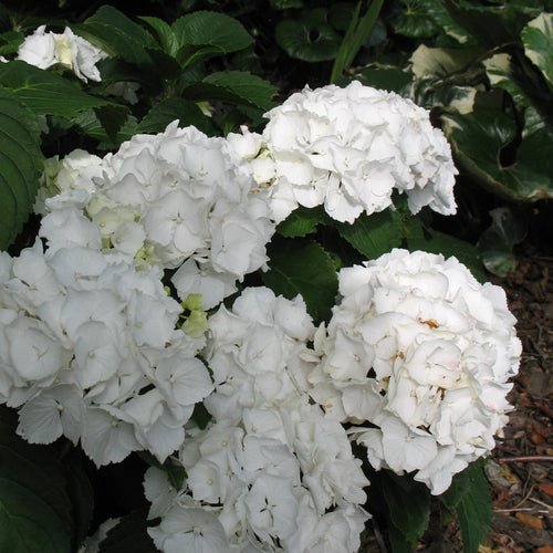 Hydrangea m. 'Schneeball'1