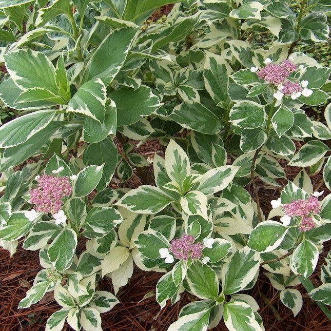 Hydrangea m. 'Tricolor'