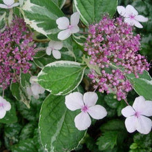 Afbeelding in Gallery-weergave laden, Hydrangea m. &#39;Tricolor&#39;
