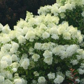 Hydrangea pan. Bobo
