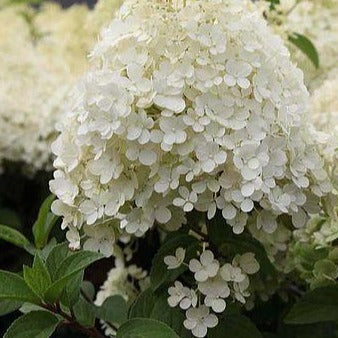 Hydrangea pan. Bobo