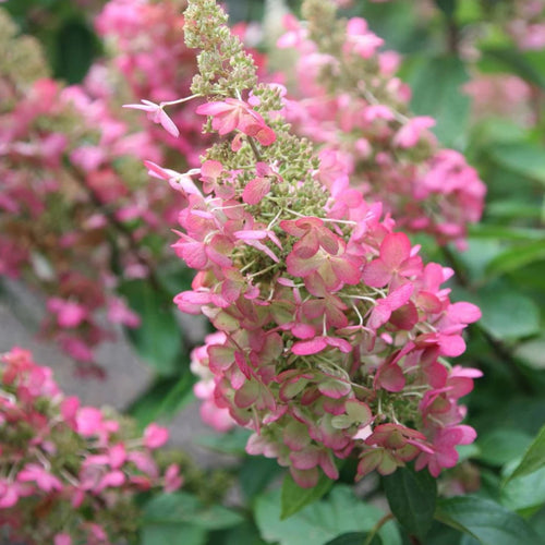 Hydrangea pan. Pinky Winky