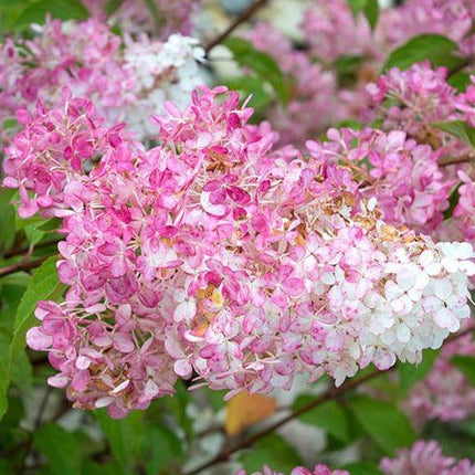 Hydrangea pan. Sundae Fraise