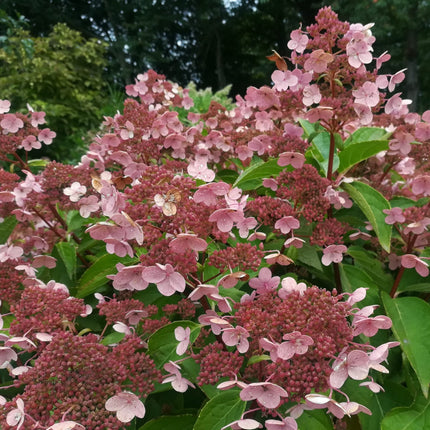 Hydrangea pan. 'Dharuma'