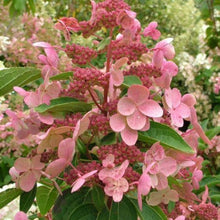 Afbeelding in Gallery-weergave laden, Hydrangea pan. &#39;Dharuma&#39;
