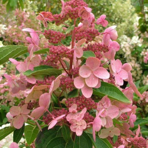 Hydrangea pan. 'Dharuma'