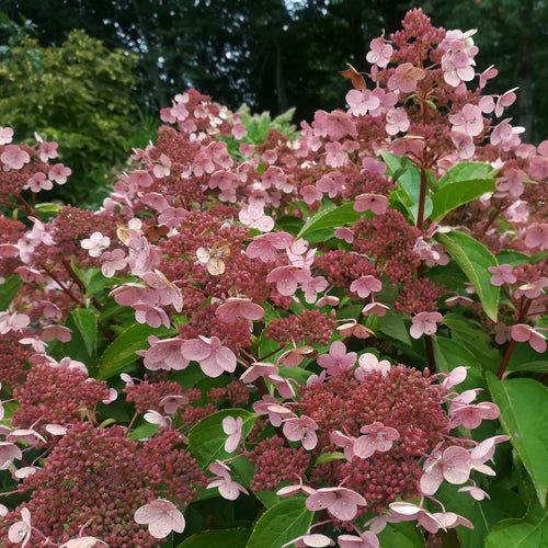 Hydrangea pan. 'Dharuma'