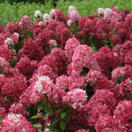 Hydrangea pan. 'Diamand Rouge'