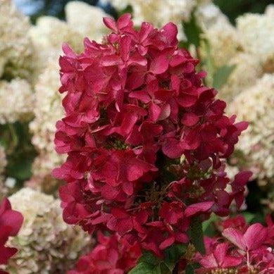 Hydrangea pan. 'Diamand Rouge'