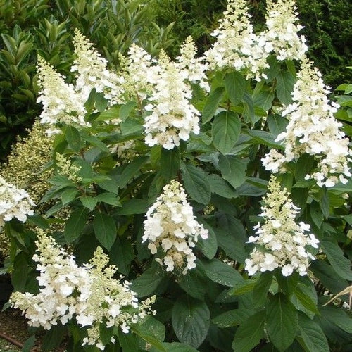 Hydrangea pan. 'Kyushu'