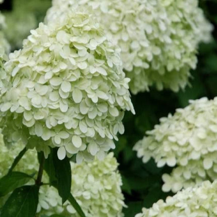 Hydrangea pan. 'Limelight'