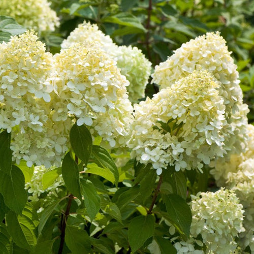 Hydrangea pan. 'Limelight'