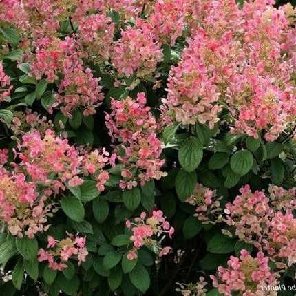 Hydrangea pan. 'Little Quick Fire'
